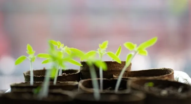 Young plant sprouts in small pots, symbolizing new growth, linked to general knowledge quiz about plants.