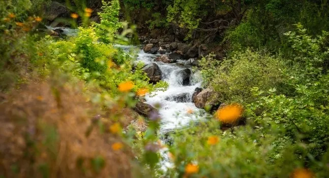 A winding stream flows over rocks amidst lush green foliage and scattered wildflowers. A vibrant scene for general knowledge.