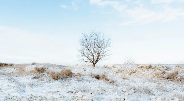 A leafless tree stands alone on a snow-covered hill under a bright sky, illustrating plants that drop leaves in winter.