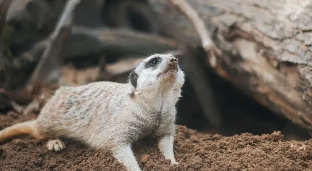 A meerkat, dirt on its nose, looking up alertly in its habitat. Which land mammal has the most teeth?