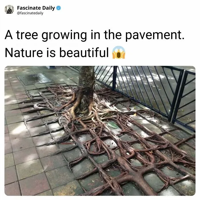 Tree roots growing through pavement showing nature's strength and beauty