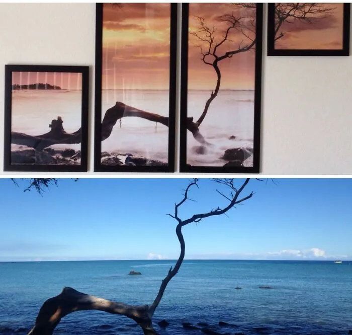 We Have A Picture Hanging In Our Living Room At Home. This Week When We Were Lounging On The Beach In Hawaii We Came Across The Same Tree (X-Post R/Mildlyinteresting)