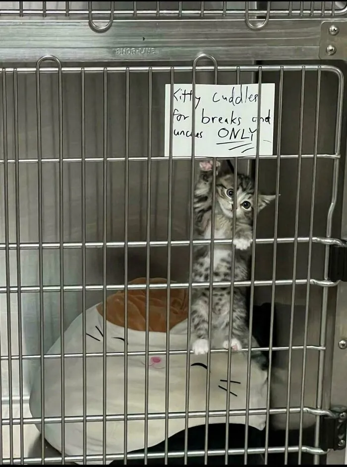 "Kitten Cuddles For Breaks And Lunches Only". My Boy Nori Was Too Beloved By The Clinic Staff