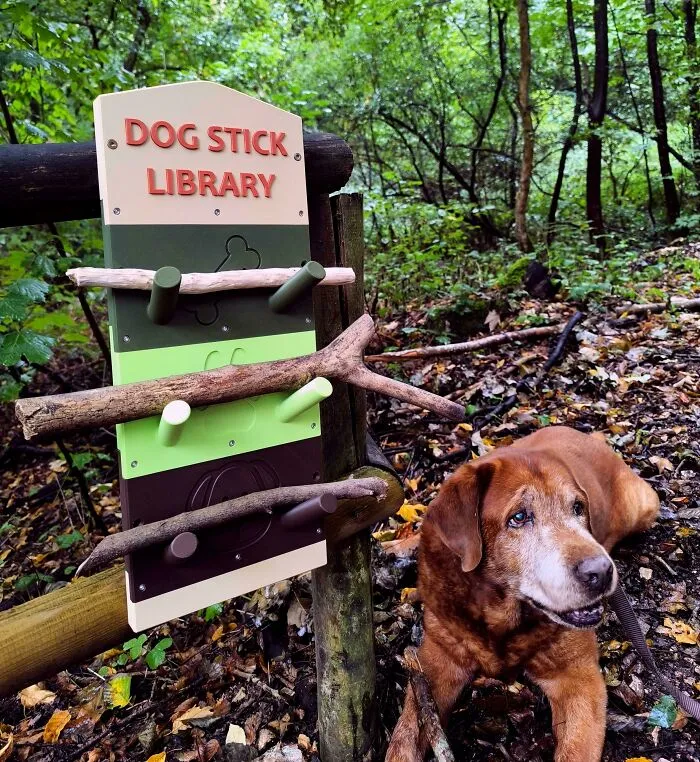 My Dog’s Stick Collection Needed A Proper Library