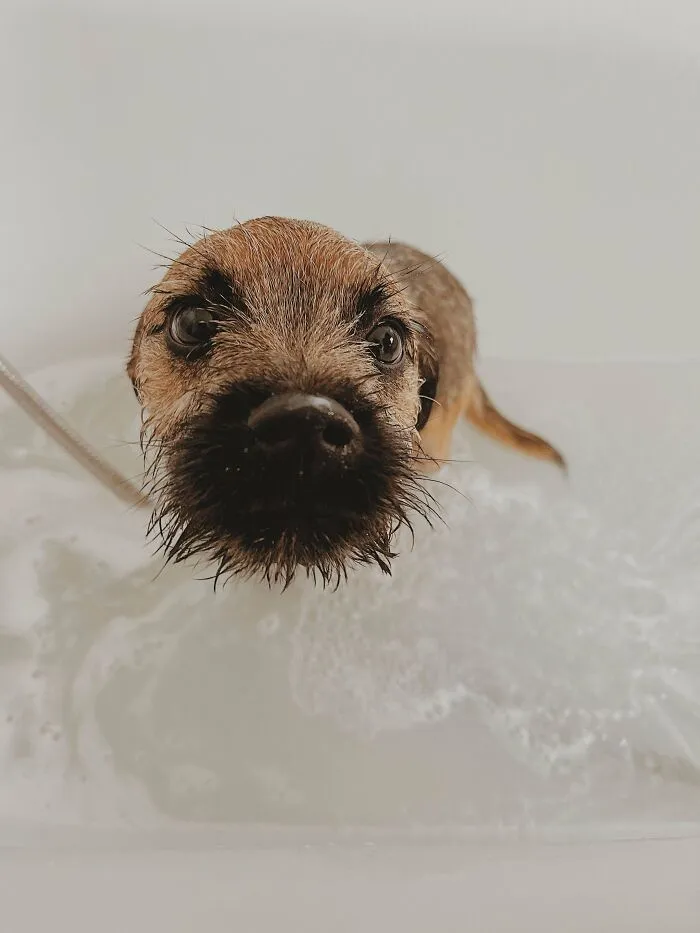 80 Times Owners ‘Betrayed’ Their Beloved Dogs By Bathing Them And Took These Photos