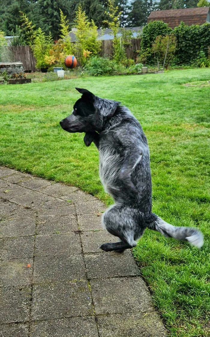 A blue heeler dog standing on its hind legs on the grass, a classic funny unhinged dog pictures moment.