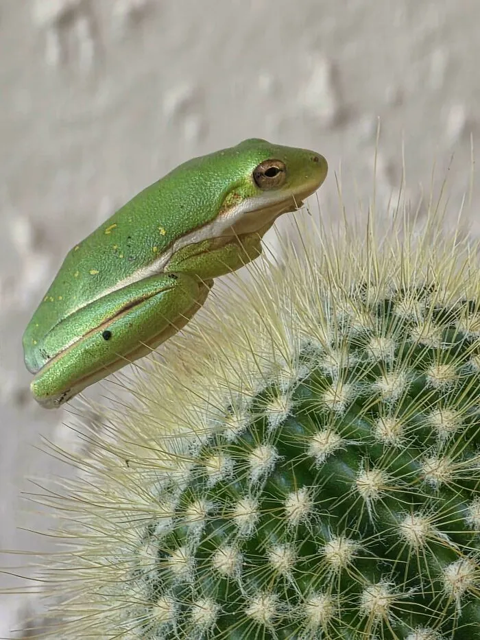 A Frog On A Cactus