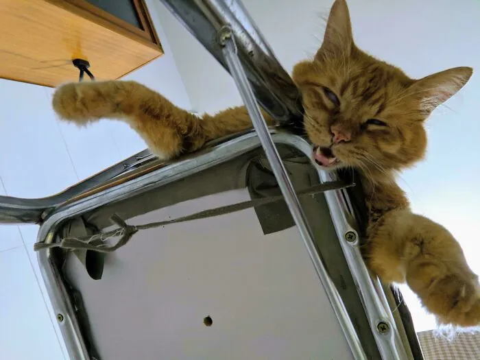 My Friend's Cat Rests / Takes Naps Like This On The Chair Every Day