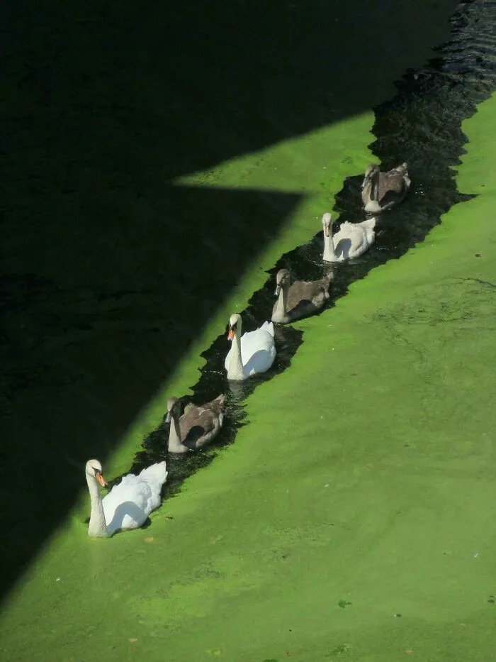 Swans Swimming In Alternating Colour Order