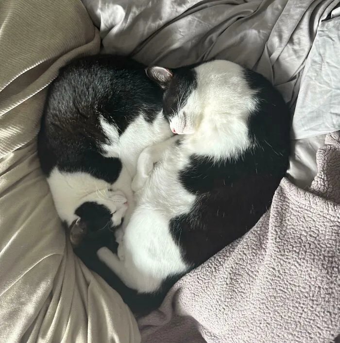 They Made A Heart