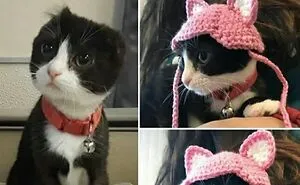 70 Hilarious Cat Memes Shared By This Page With The Pawtential To Turn Your Day Around