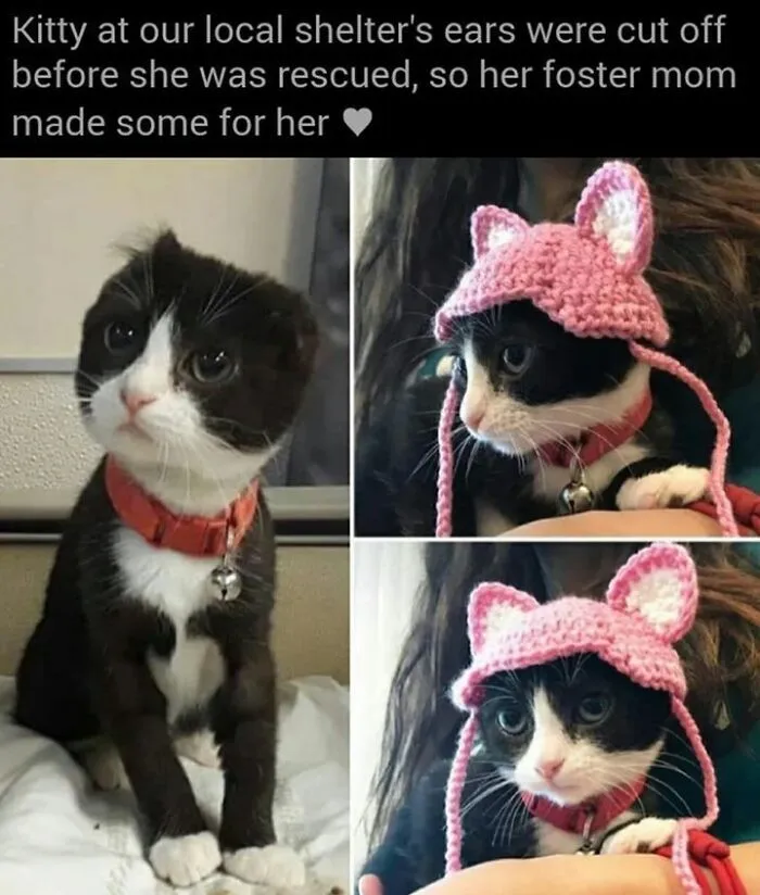 Cats Being Cats: 70 Funny And Wholesome Posts We Found On This Instagram Page