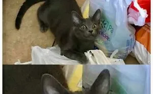 70 Hilarious Cat Memes Shared By This Page With The Pawtential To Turn Your Day Around