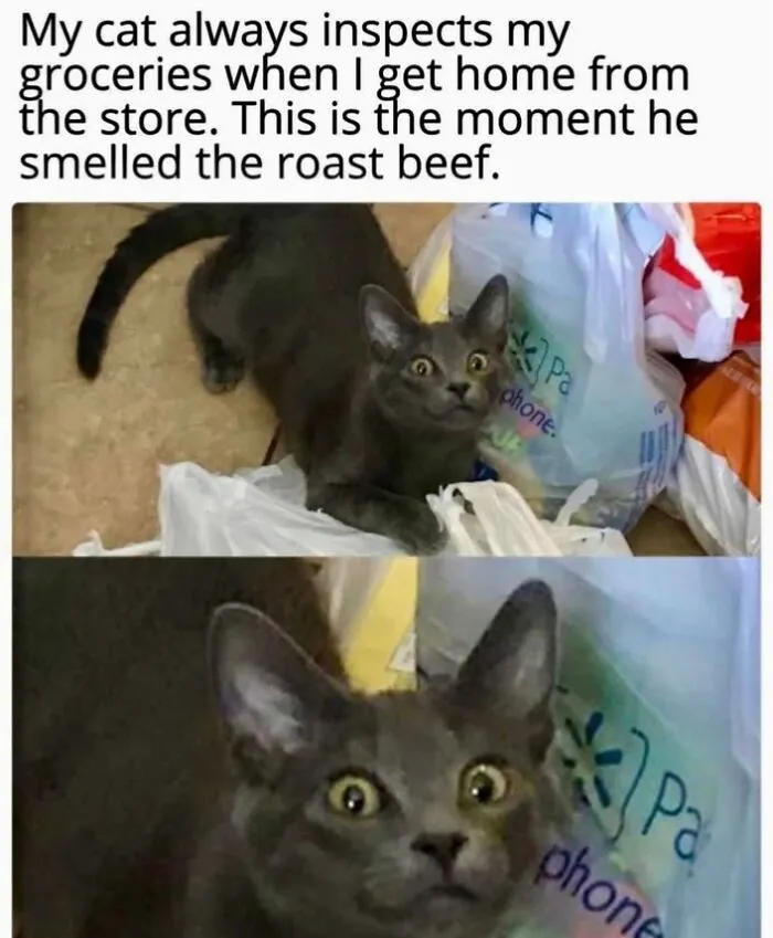 Cats Being Cats: 70 Funny And Wholesome Posts We Found On This Instagram Page
