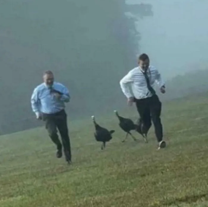 My Assistant Principals Tried To Scare Off Some Turkeys But Ended Up Getting Chased