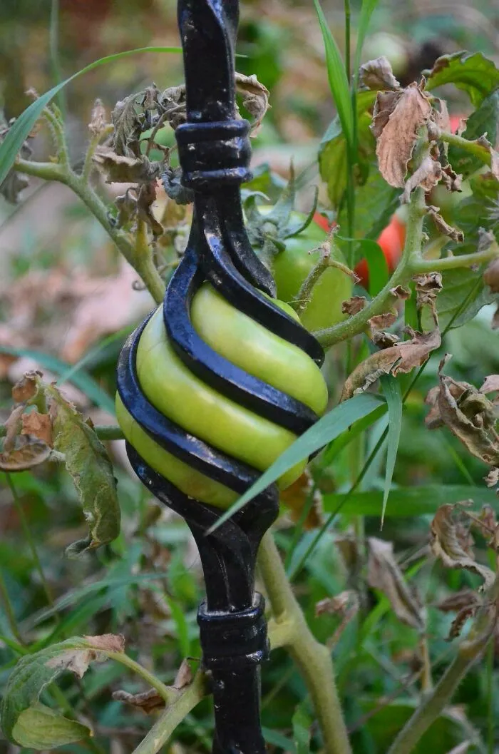Psbattle: This Fenced-In Tomato.