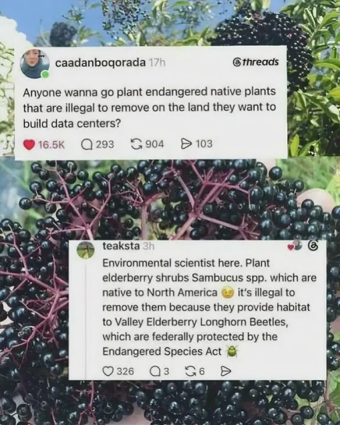 Elderberry vs. Data Centers