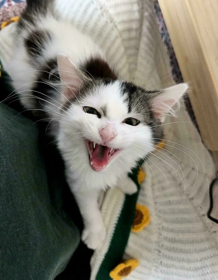 White and black kitten meowing close up