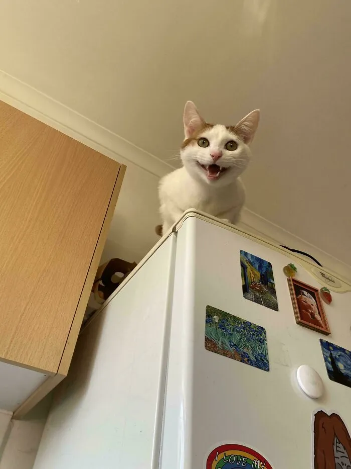 White and orange cat meowing on top of refrigerator
