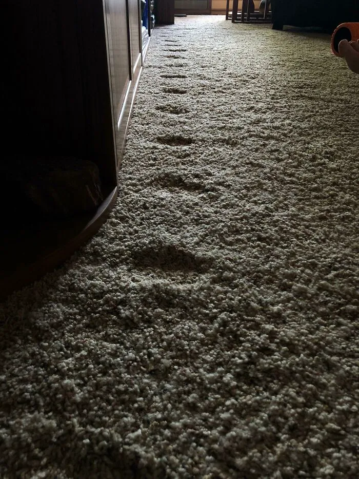 My Girlfriend’s Cat Paces Using The Same Steps Each Day