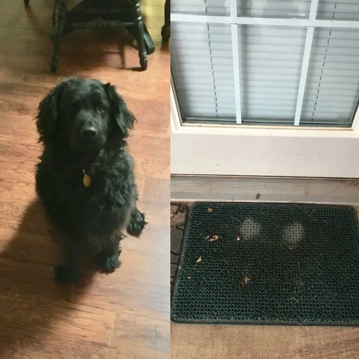 Cobb’s Mat From Eager Tapping When He Hears The Car Pull Up