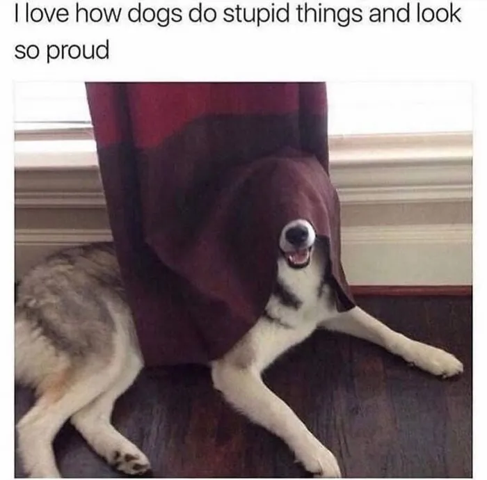 76 Funny Jokes Shared By The “Spicy Dog Memes” Page That Dog Owners Might Instantly Relate To