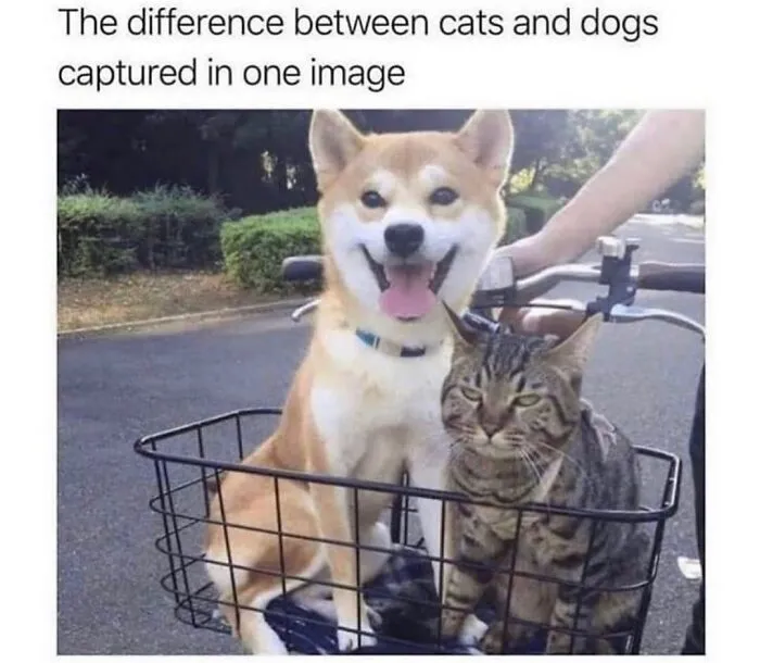 76 Funny Jokes Shared By The “Spicy Dog Memes” Page That Dog Owners Might Instantly Relate To