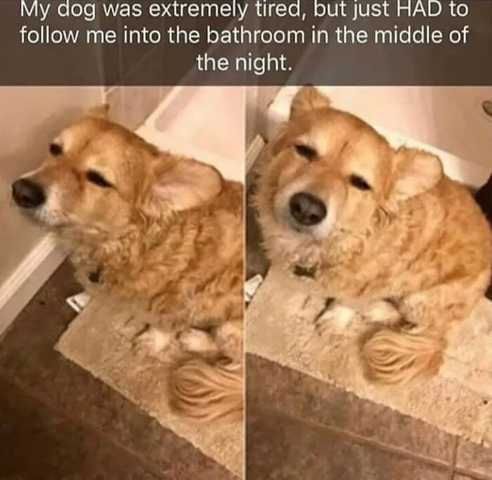 76 Funny Jokes Shared By The “Spicy Dog Memes” Page That Dog Owners Might Instantly Relate To