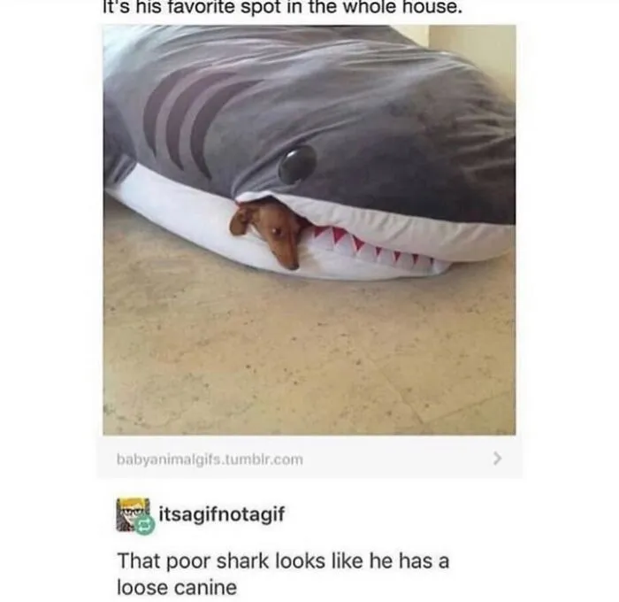76 Funny Jokes Shared By The “Spicy Dog Memes” Page That Dog Owners Might Instantly Relate To