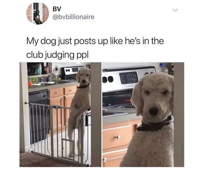 76 Funny Jokes Shared By The “Spicy Dog Memes” Page That Dog Owners Might Instantly Relate To