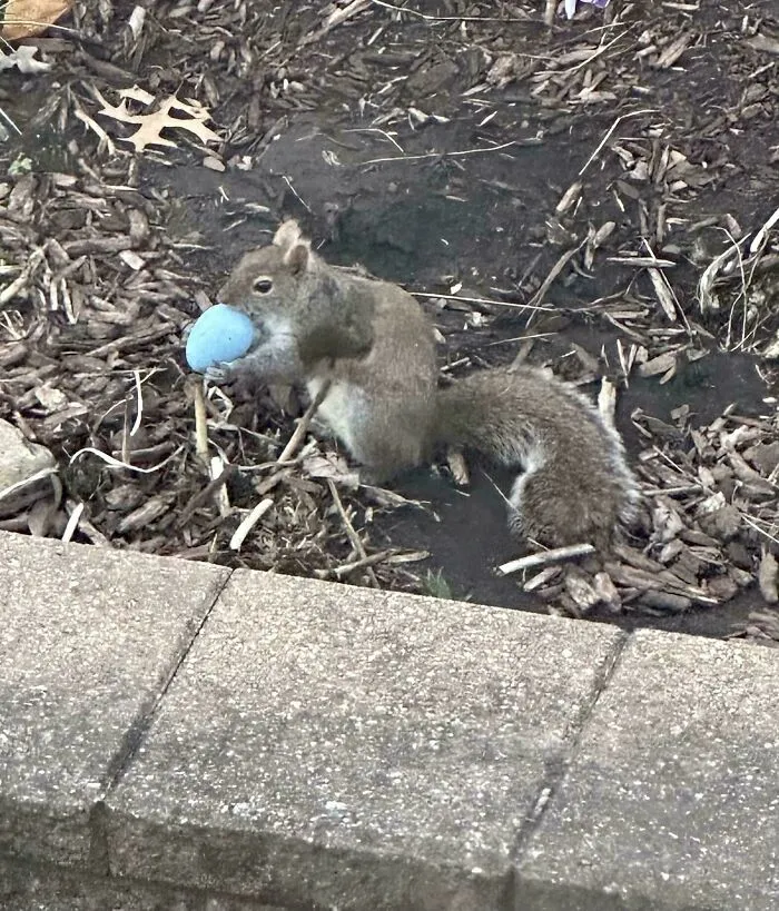 Looked Out The Window To See A Squirrel Taking One Of The Easter Eggs I Had Hidden For My Kids