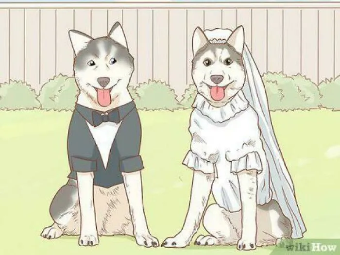 How To Host A Dog Wedding