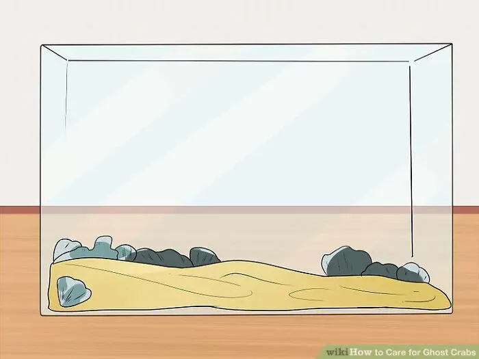 How To Care For Ghost Crabs