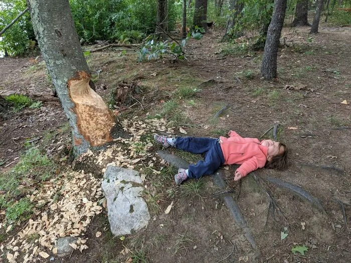 My 3 Year Old Angry Bc The Beavers Keep Chomping On The Tree