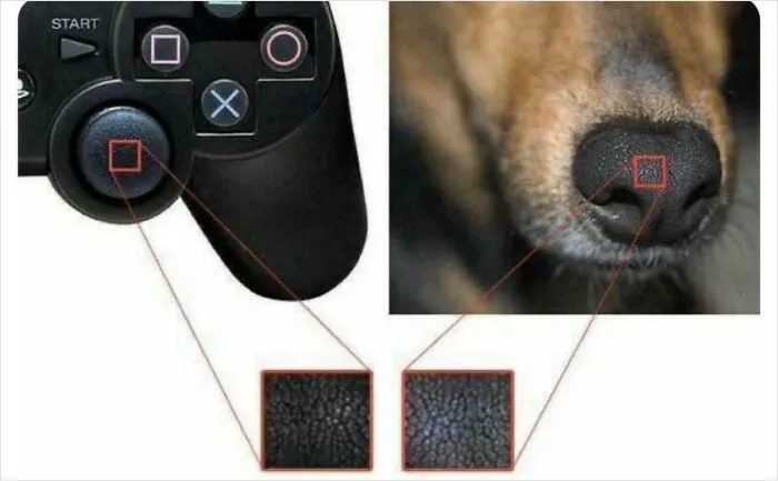 Playstation Uses Dog Noses For Thumbsticks