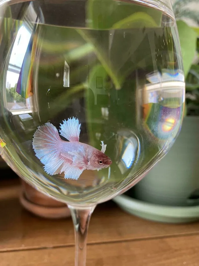 The Wedding Reception Centerpieces Featured Betta Fish. The Bride And Groom Planned To Flush Them Alive