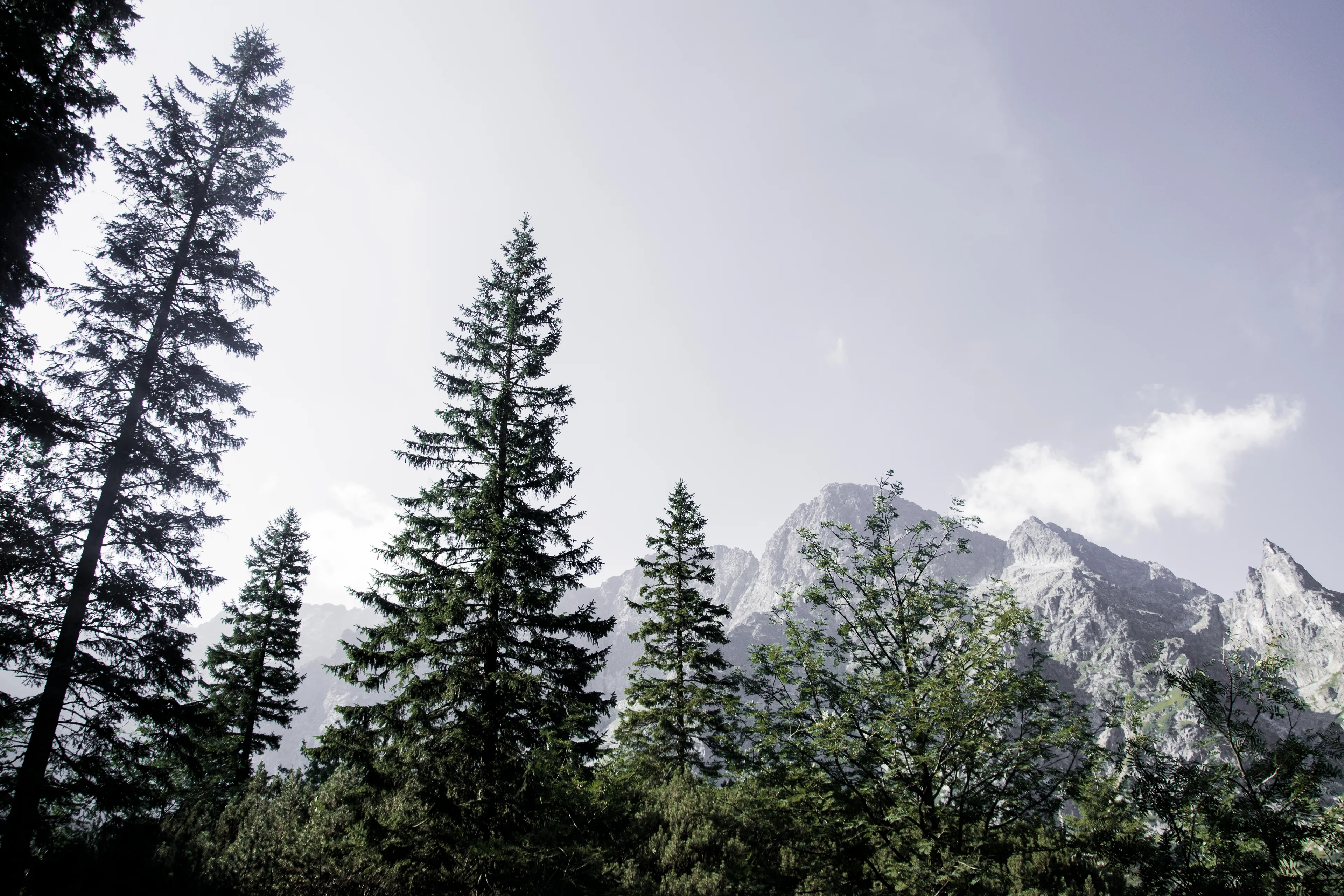 Part 3 General Geography Knowledge Quiz, a forest of tall pines with mountains in the background under a pale sky.