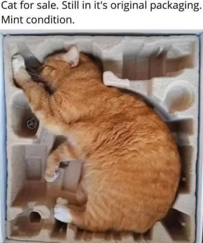 “Of Course Cats”: 70 Hilarious Memes For Every Mood