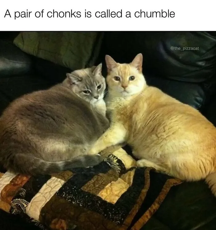 “Of Course Cats”: 70 Hilarious Memes For Every Mood