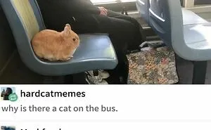 70 Funny Posts From The “Of Course Cats” Page