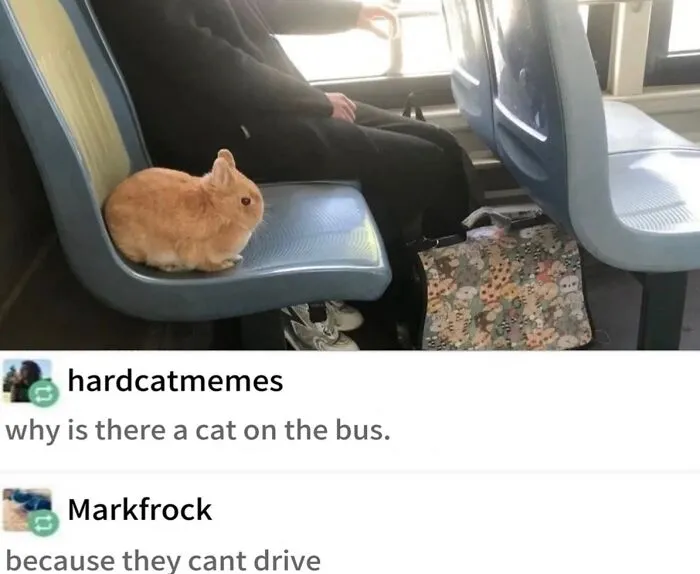 This Cat Meme Page Turns Everyday Chaos Into Feline Comedy, And Here Are Some Of Its Funniest Posts (50 Pics)