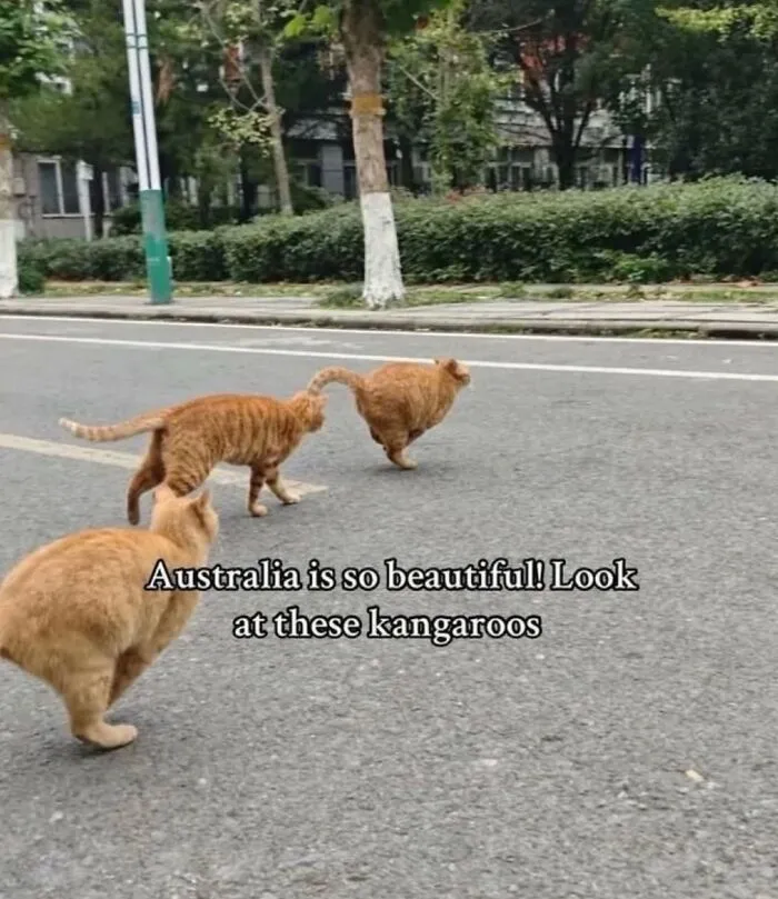 70 Funny Posts From The “Of Course Cats” Page