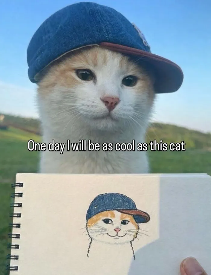 “Of Course Cats”: 70 Hilarious Memes For Every Mood