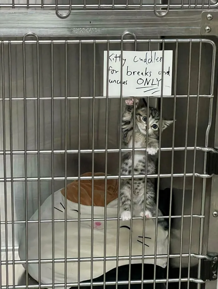 "Kitten Cuddles For Breaks And Lunches Only". My Boy Nori Was Too Beloved By The Clinic Staff
