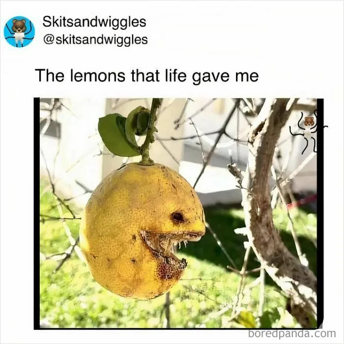 73 Funny And Chaotic Memes For When Life Gets Too Serious