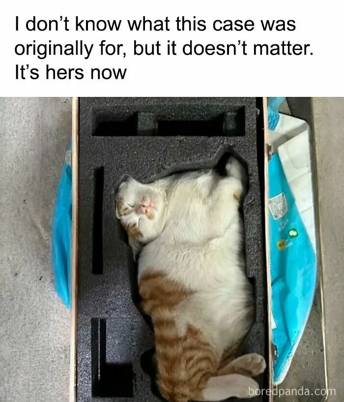 73 Funny And Chaotic Memes For When Life Gets Too Serious