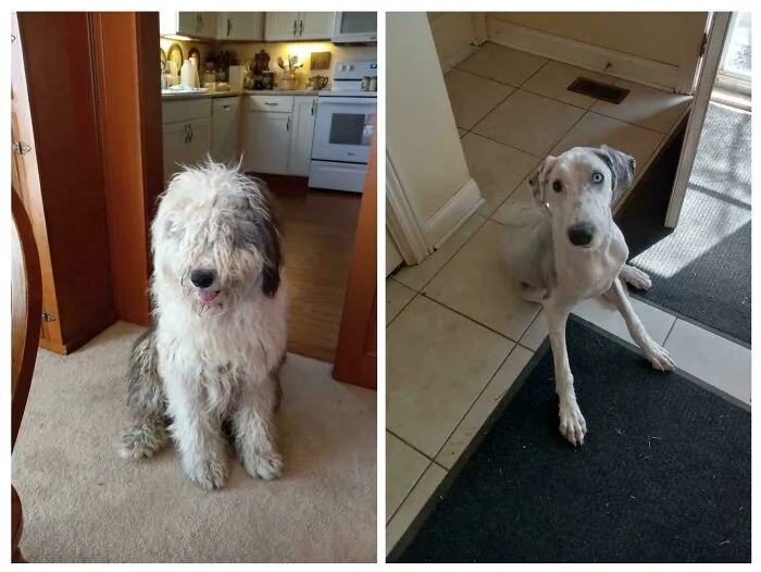 Sheepdog Before And After A Lil Haircut