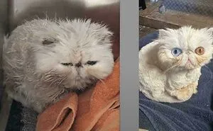 69 Side-By-Side Comparisons Showing Things And People Changing Drastically
