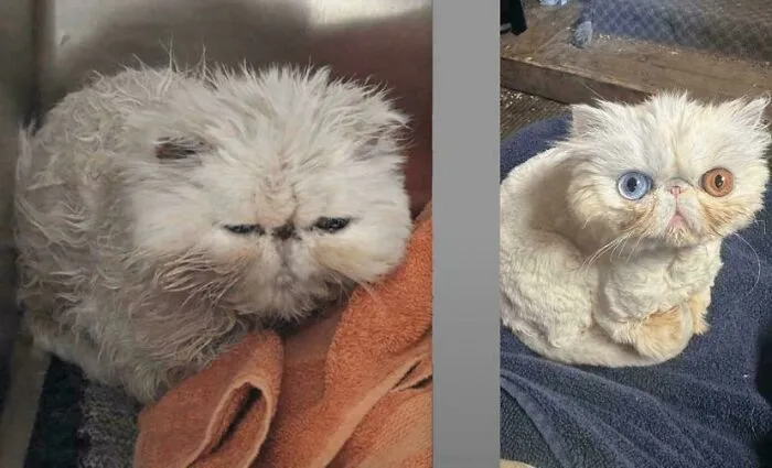 Ziggy, Before And After Being Rescued