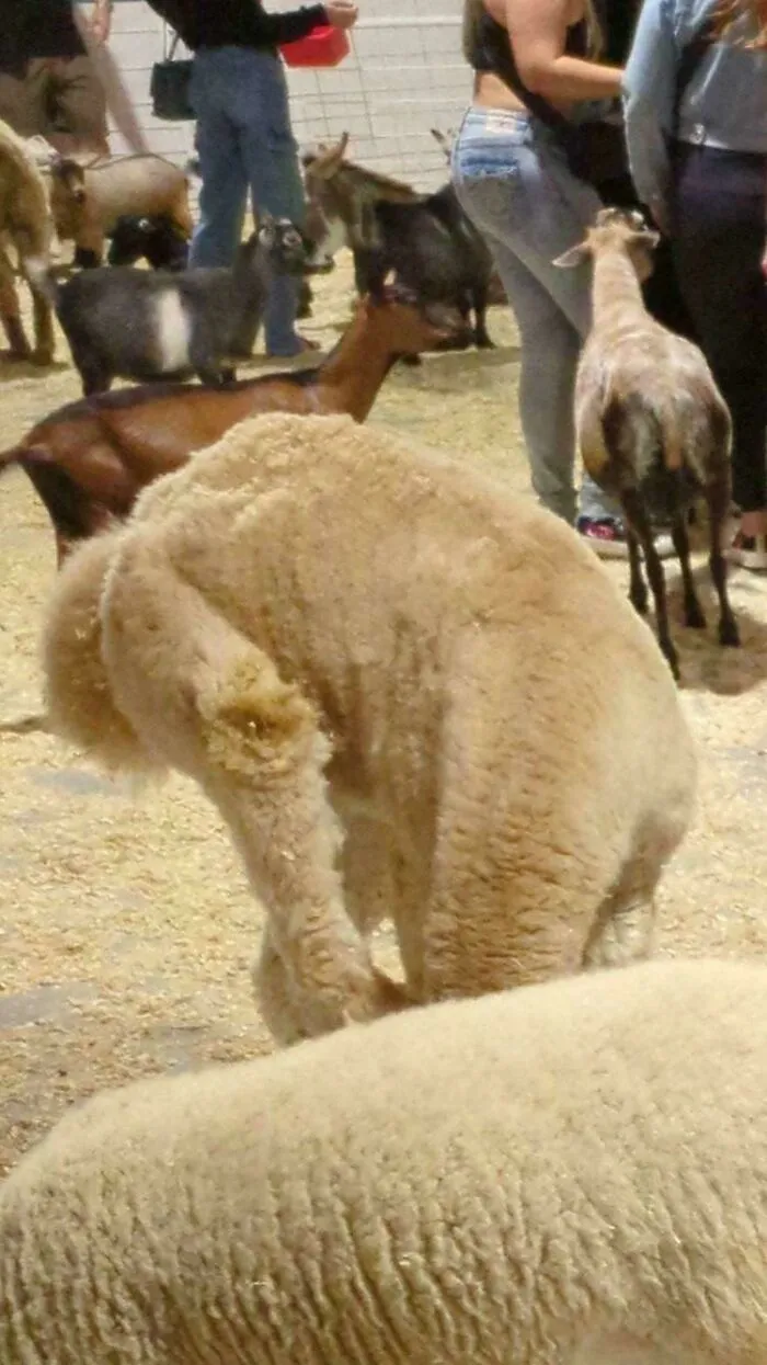 Cryptid Spotted!